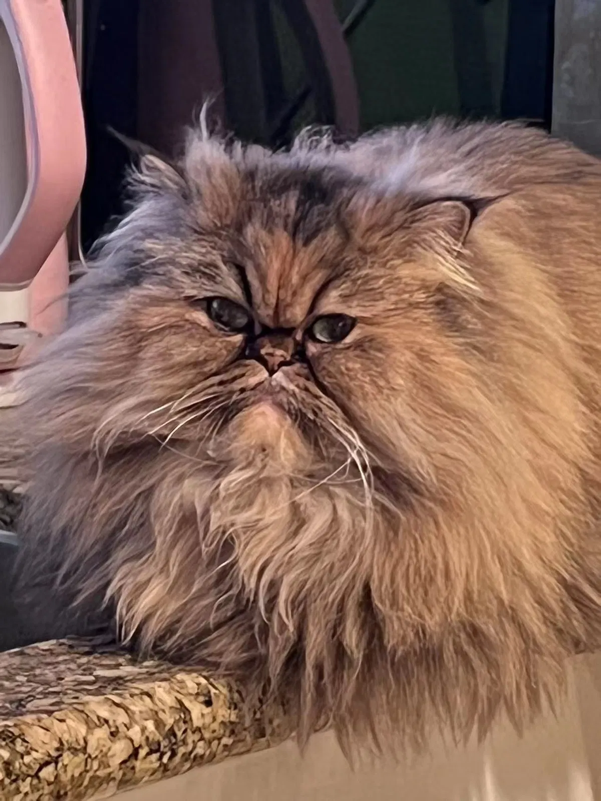 Lost cat in Chino Hills, CA, 91709