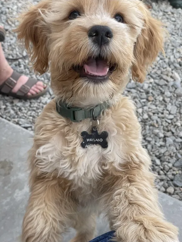 Lost dog in Apple Valley, CA, 92307