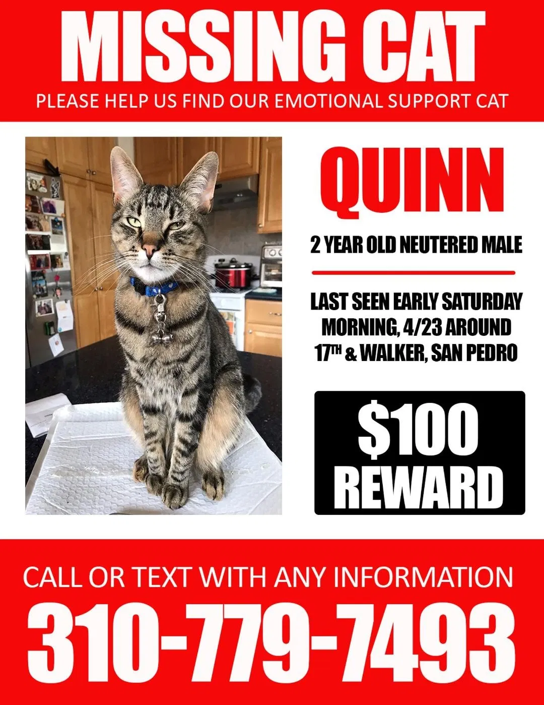 Lost cat in San Pedro, CA, 90731