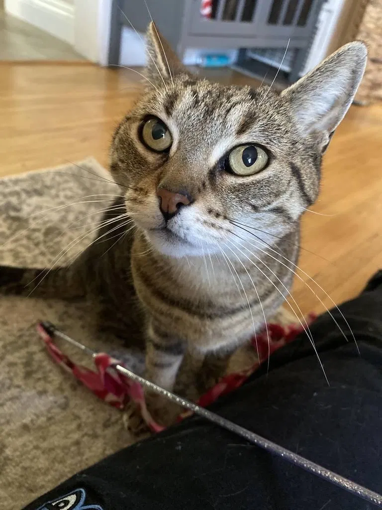 Lost cat in Los Angeles, CA, 90064