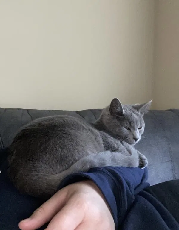Lost cat in Lexington, KY, 40515