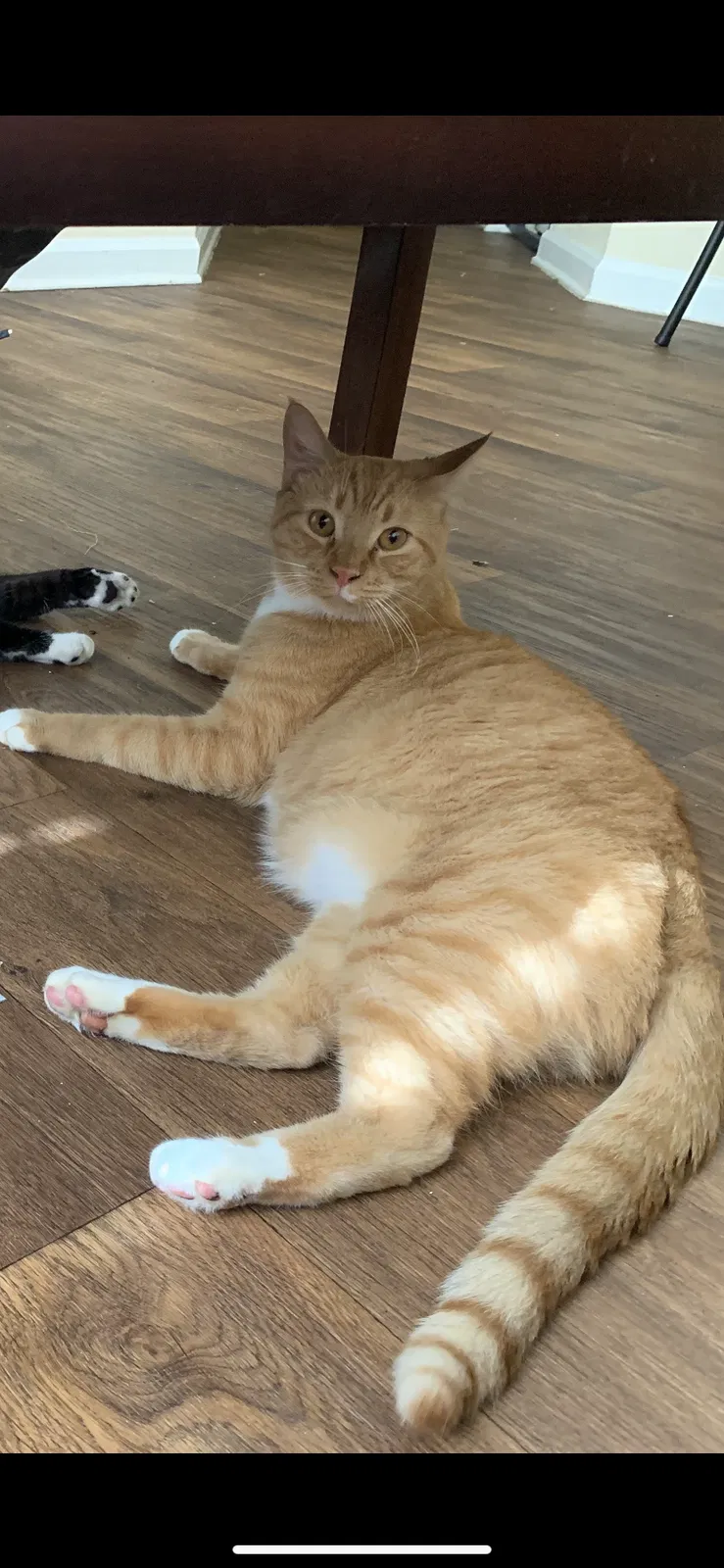 Lost cat in Orange Park, FL, 32073