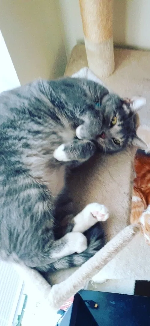 Lost cat in Portland, OR, 97229