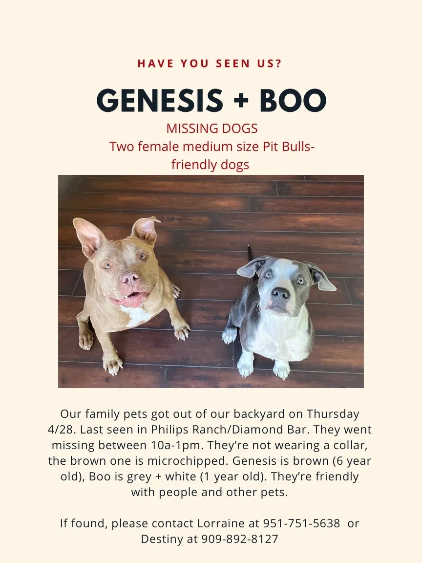 Lost dog in Pomona, CA, 91766