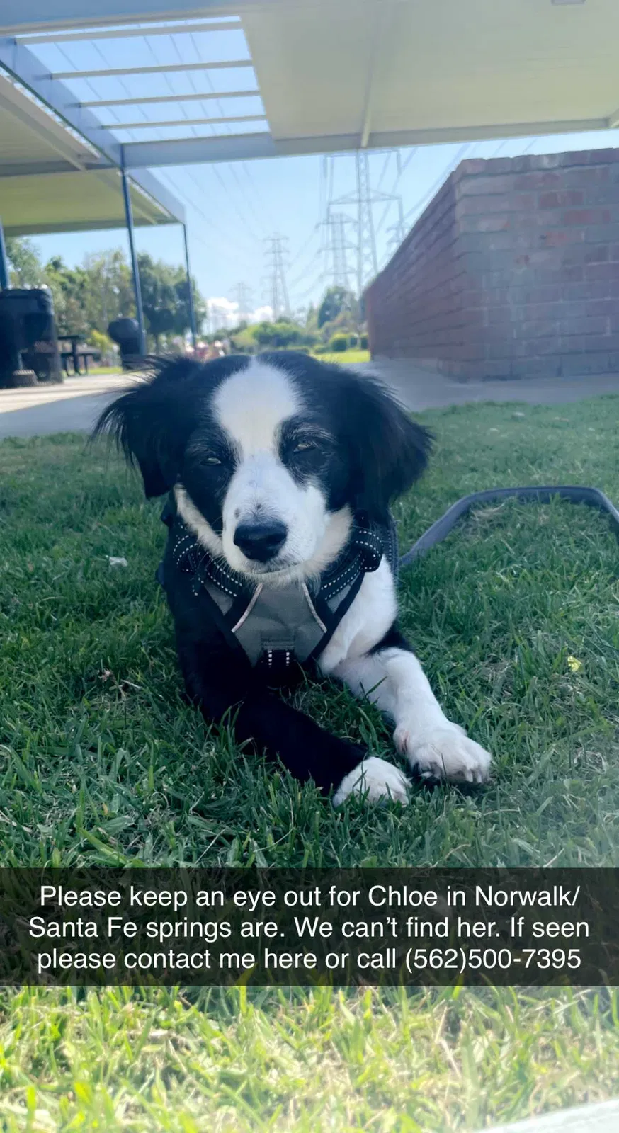 Lost dog in Norwalk, CA, 90650