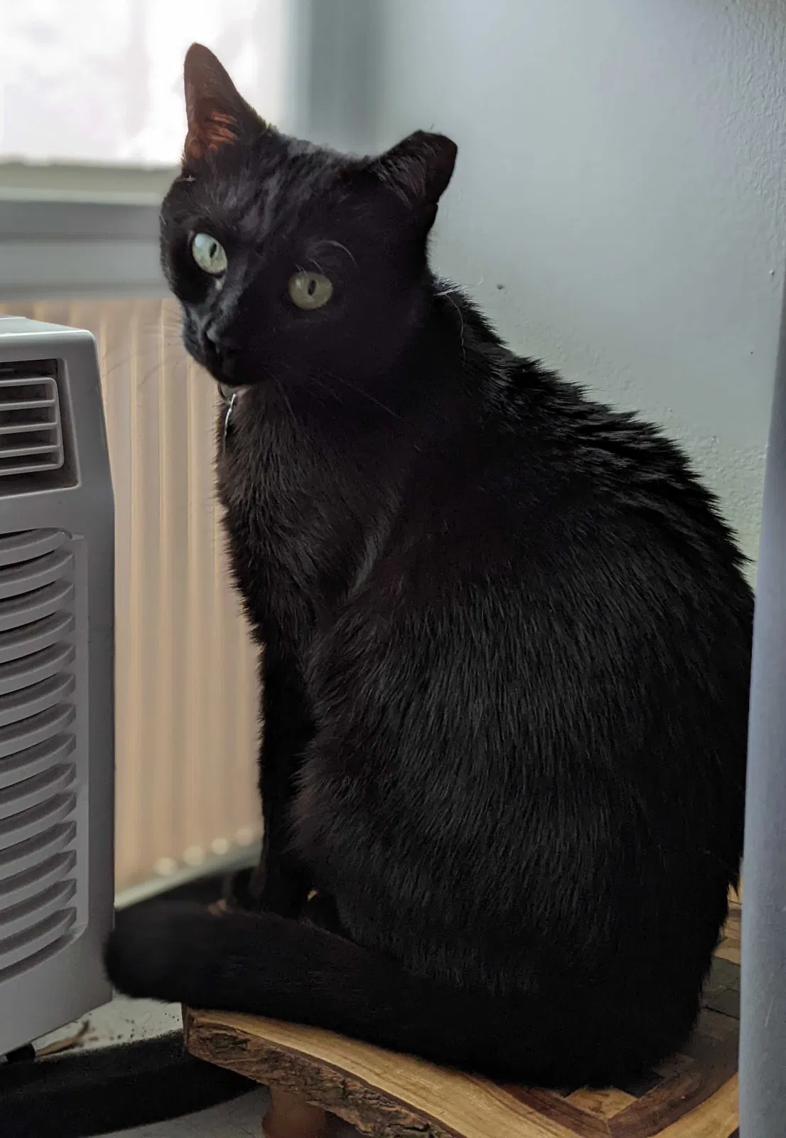 Lost cat in Raleigh, NC, 27606