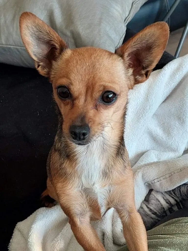 Lost dog in Colorado Springs, CO, 80915