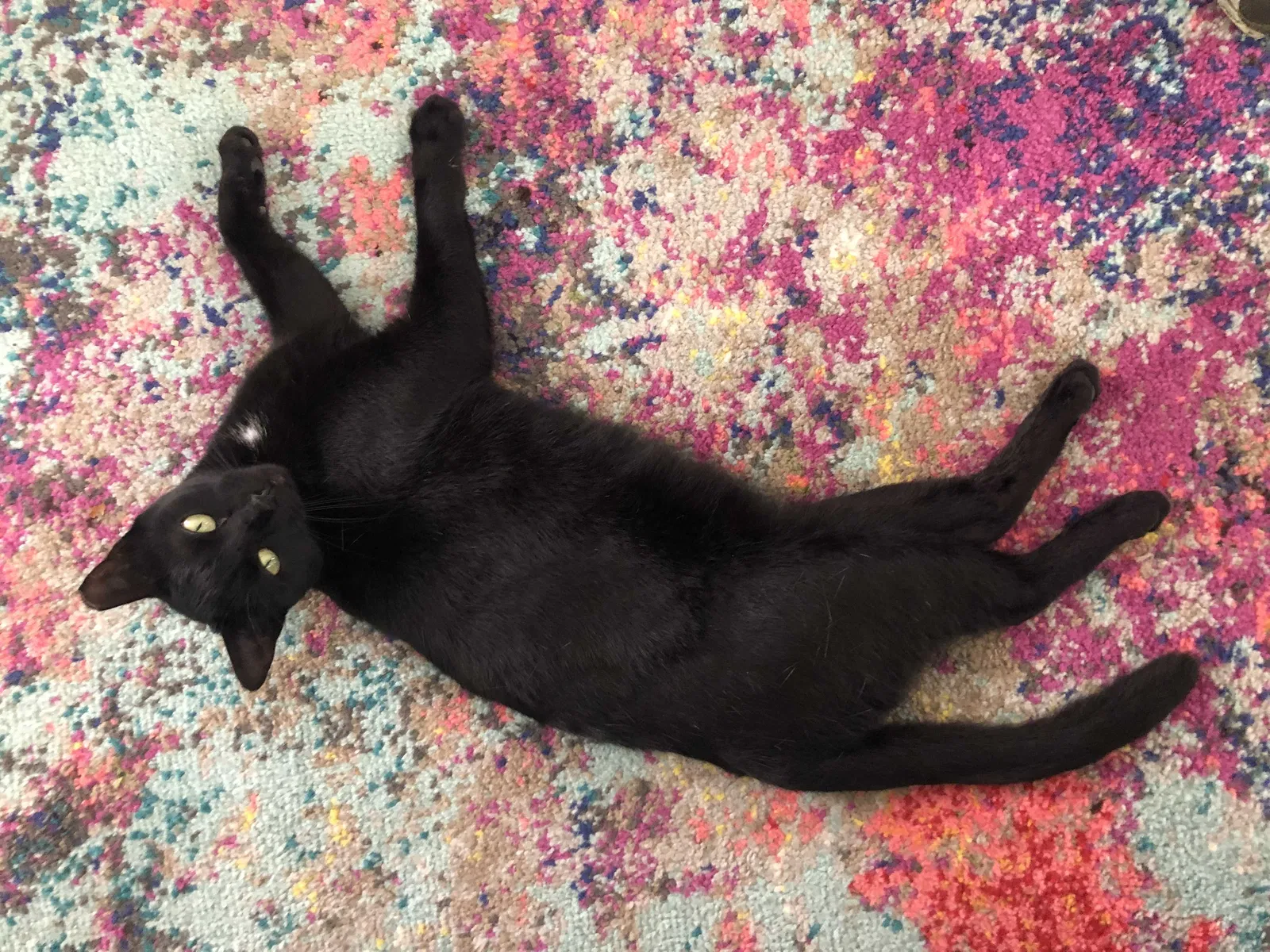 Lost cat in Pittsburgh, PA, 15220