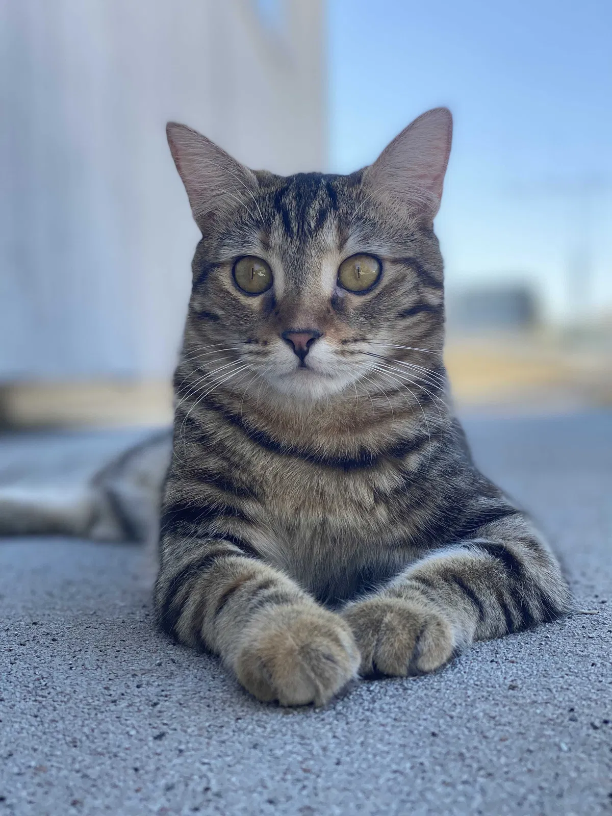 Lost cat in Las Vegas, NV, 89121