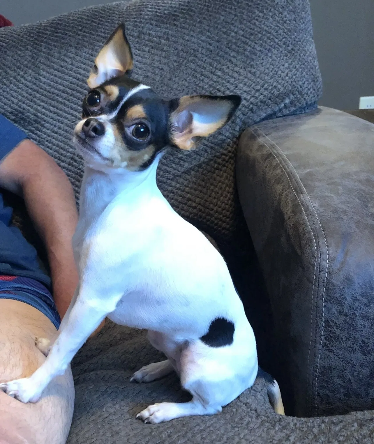 Lost dog in Fayetteville, NC, 28303
