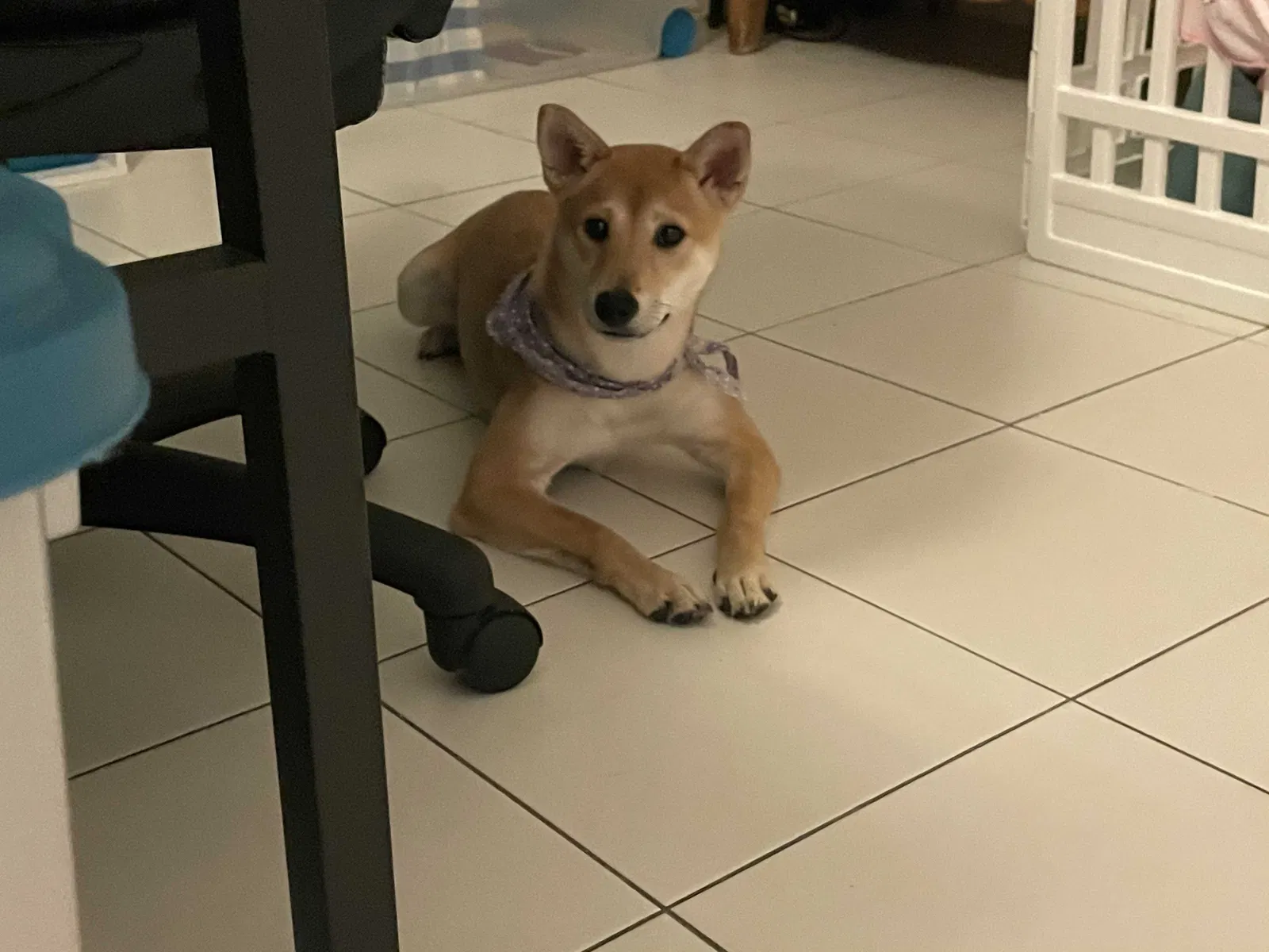 Lost dog in Miami, FL, 33126