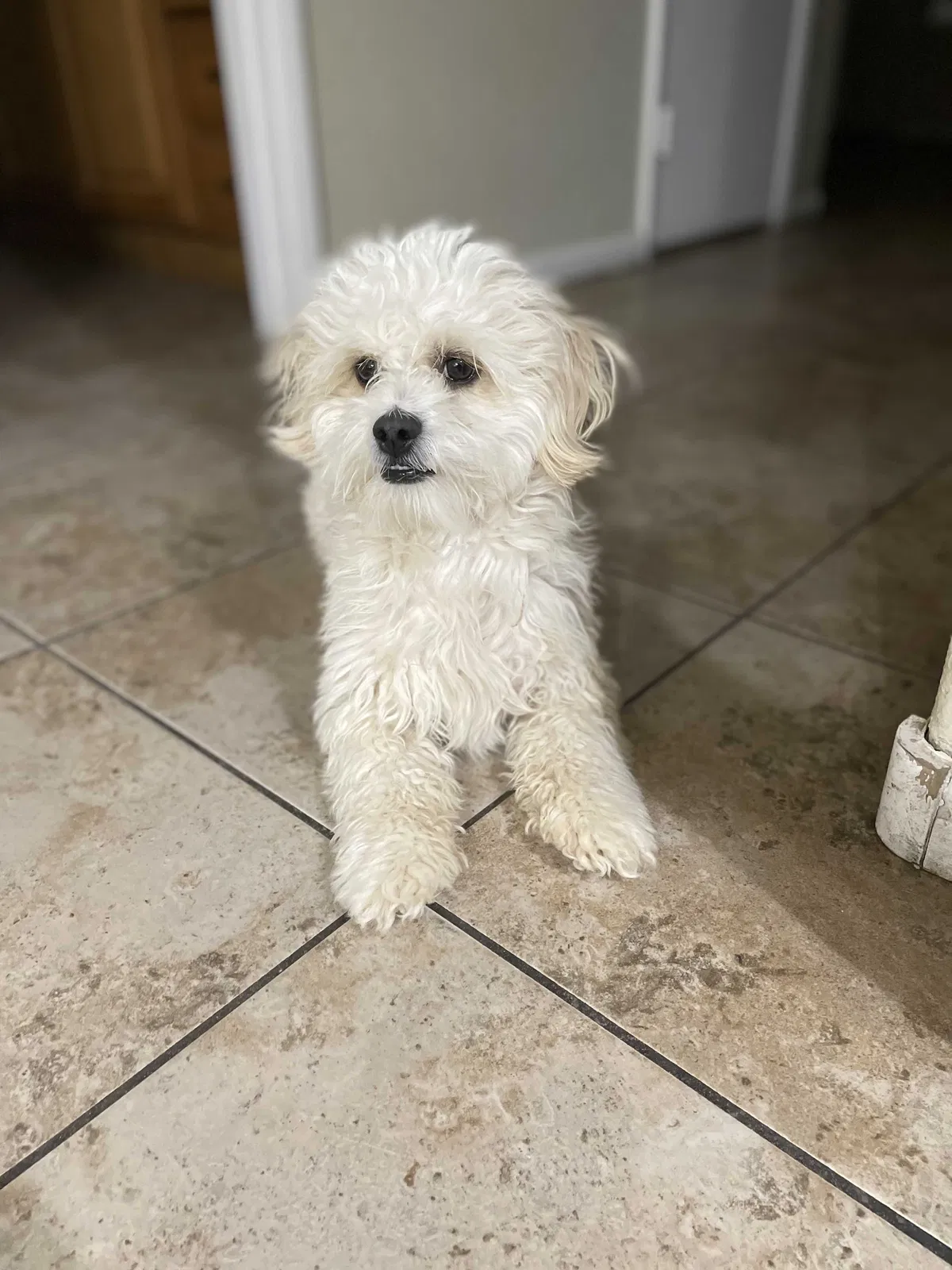 Lost dog in Las Vegas, NV, 89128