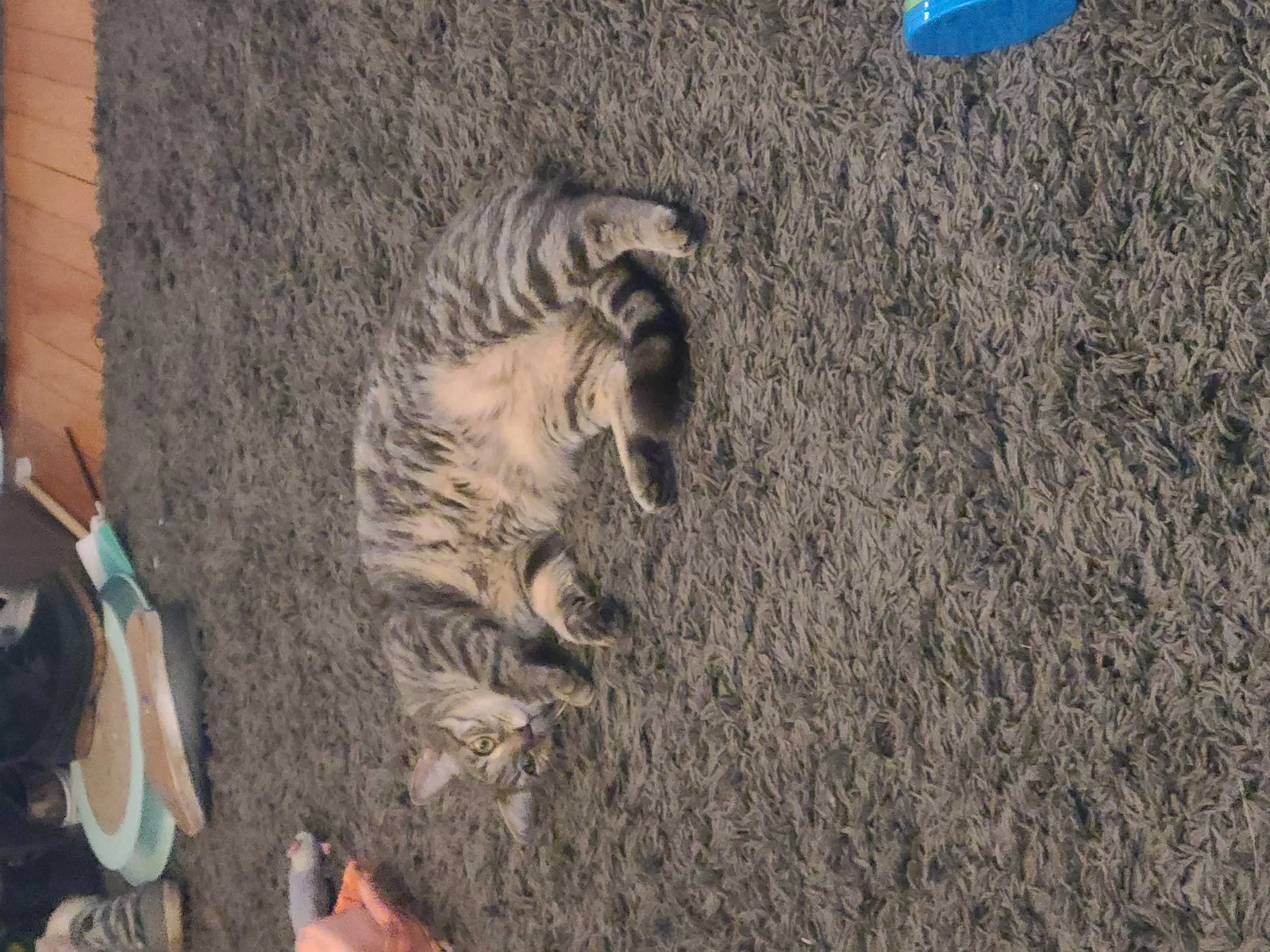 Lost cat in Lakewood, OH, 44107