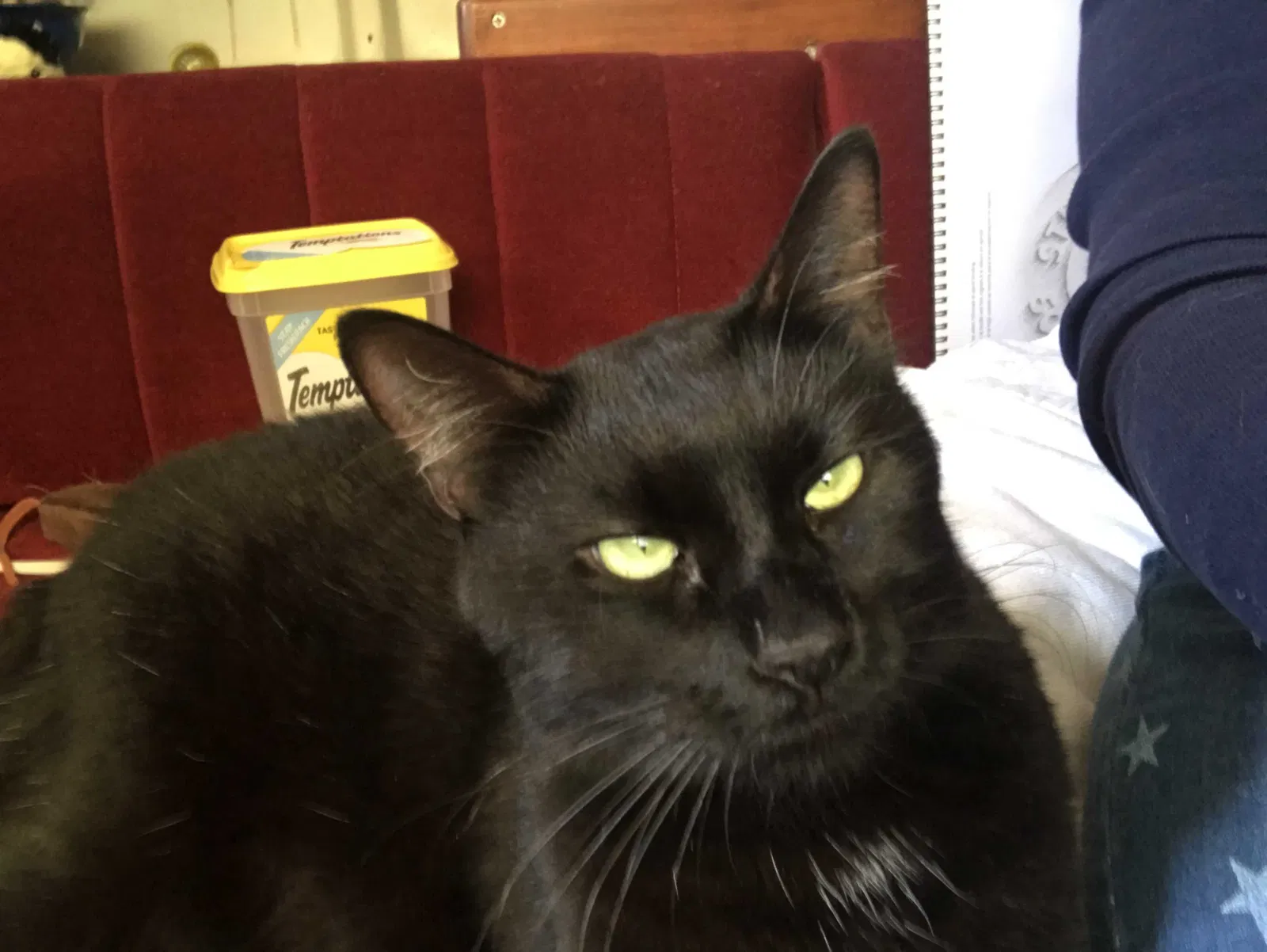 Found cat in Seabrook, TX, 77586