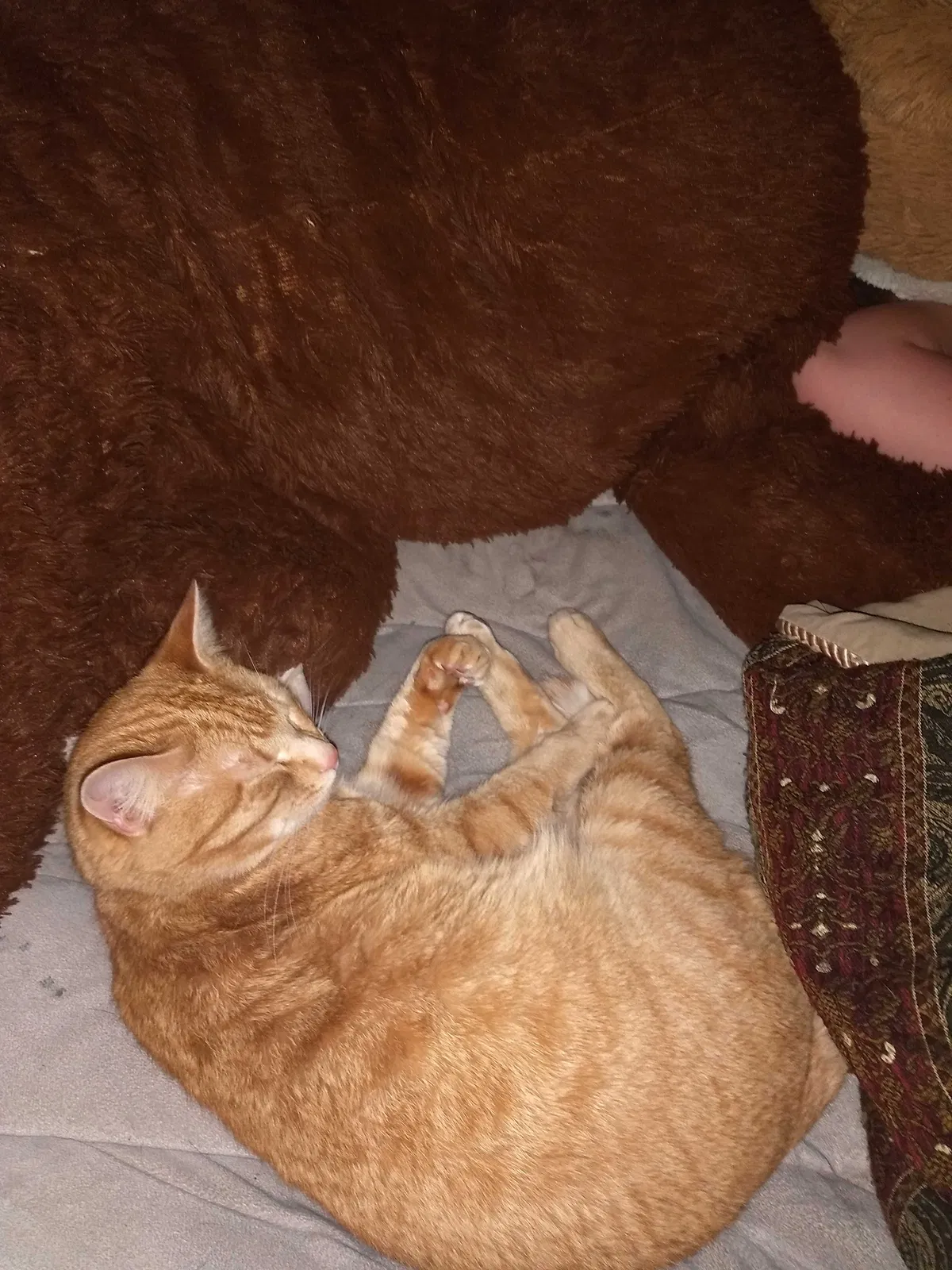 Lost cat in Des Moines, IA, 50315