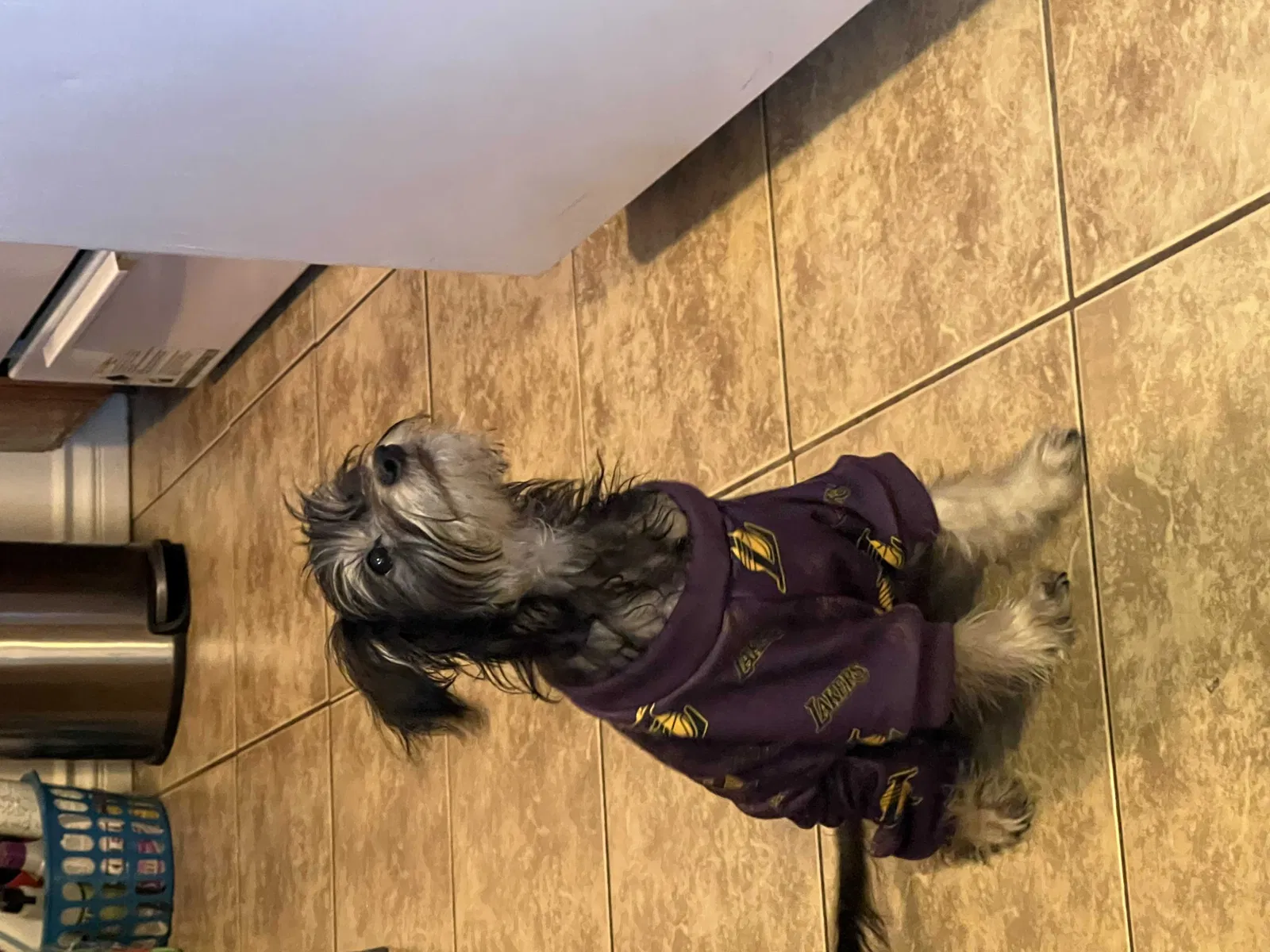 Lost dog in San Fernando, CA, 91340