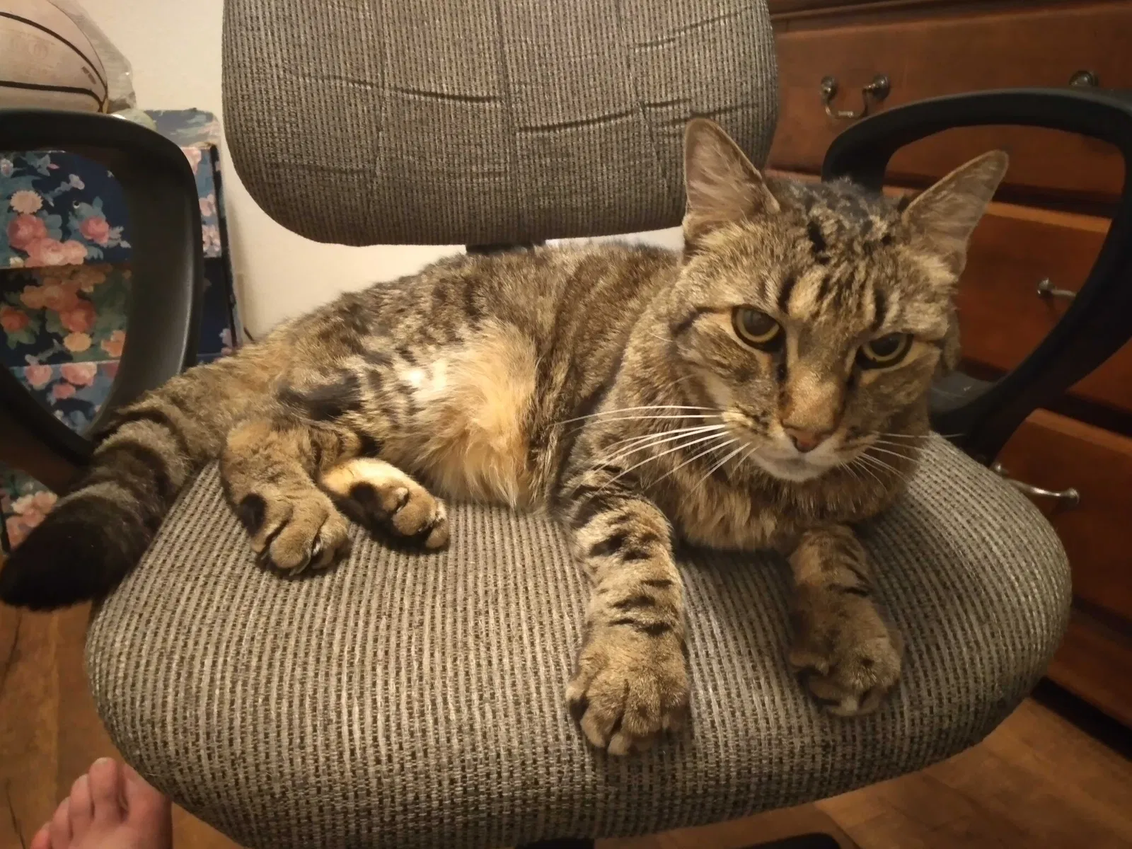 Lost cat in Modesto, CA, 95354