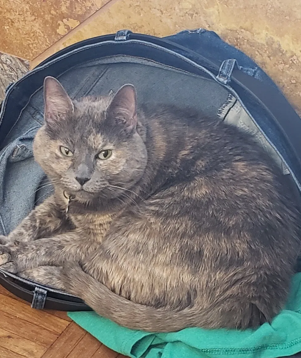 Lost cat in Scottsdale, AZ, 85250