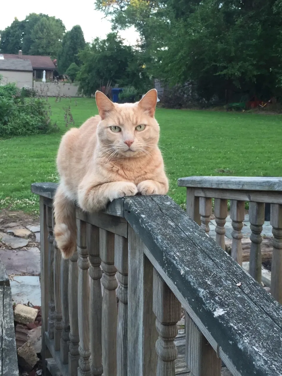 Lost cat in Wilmington, DE, 19803