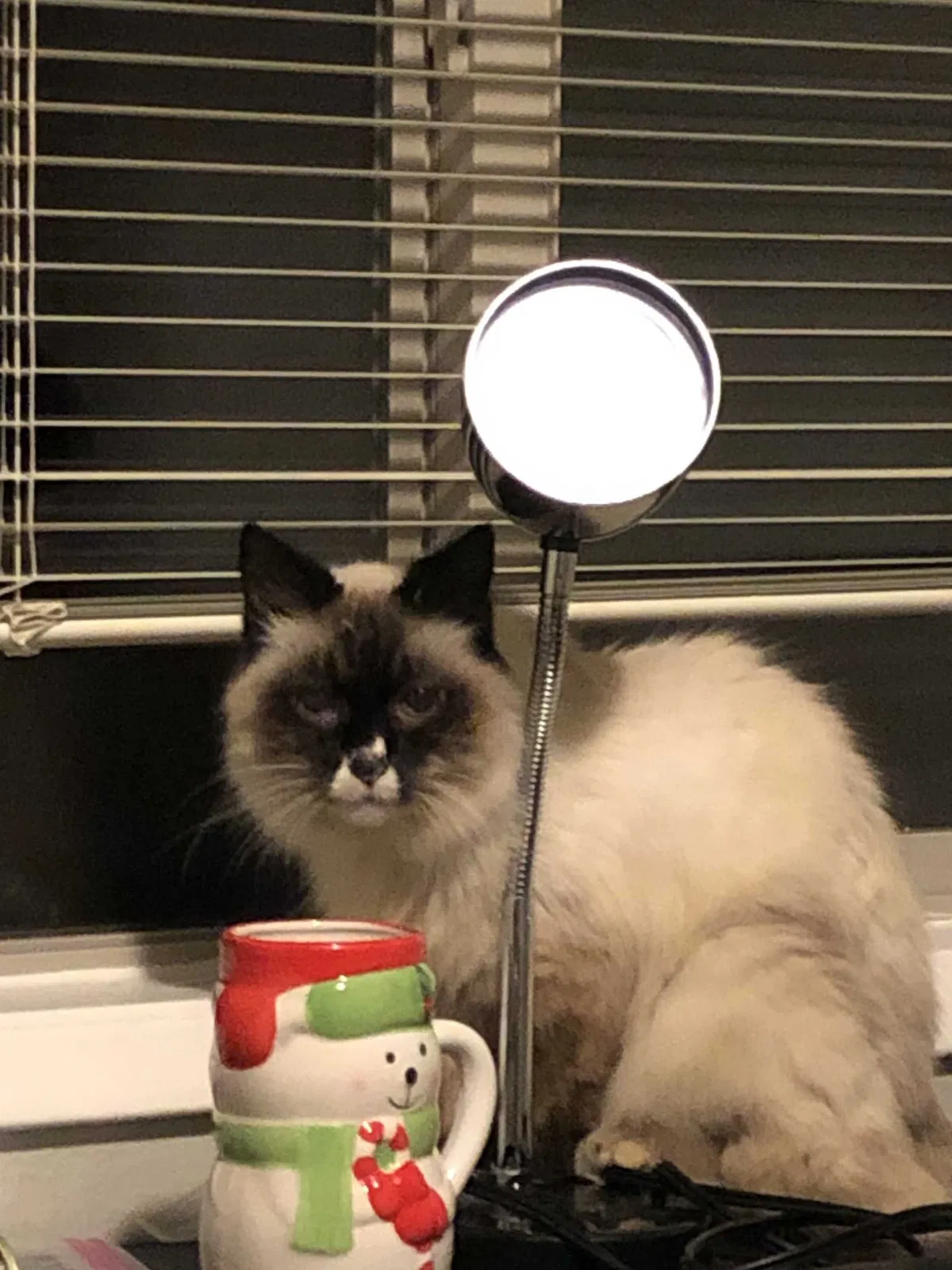 Lost cat in Portland, OR, 97214