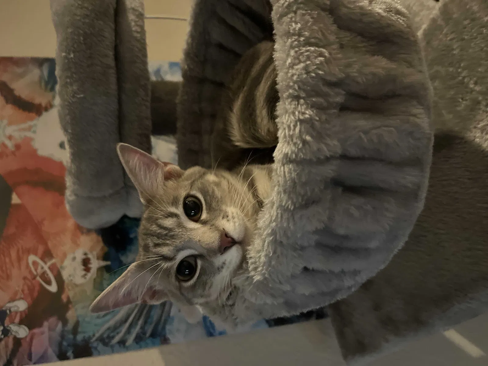 Lost cat in Knoxville, TN, 37920