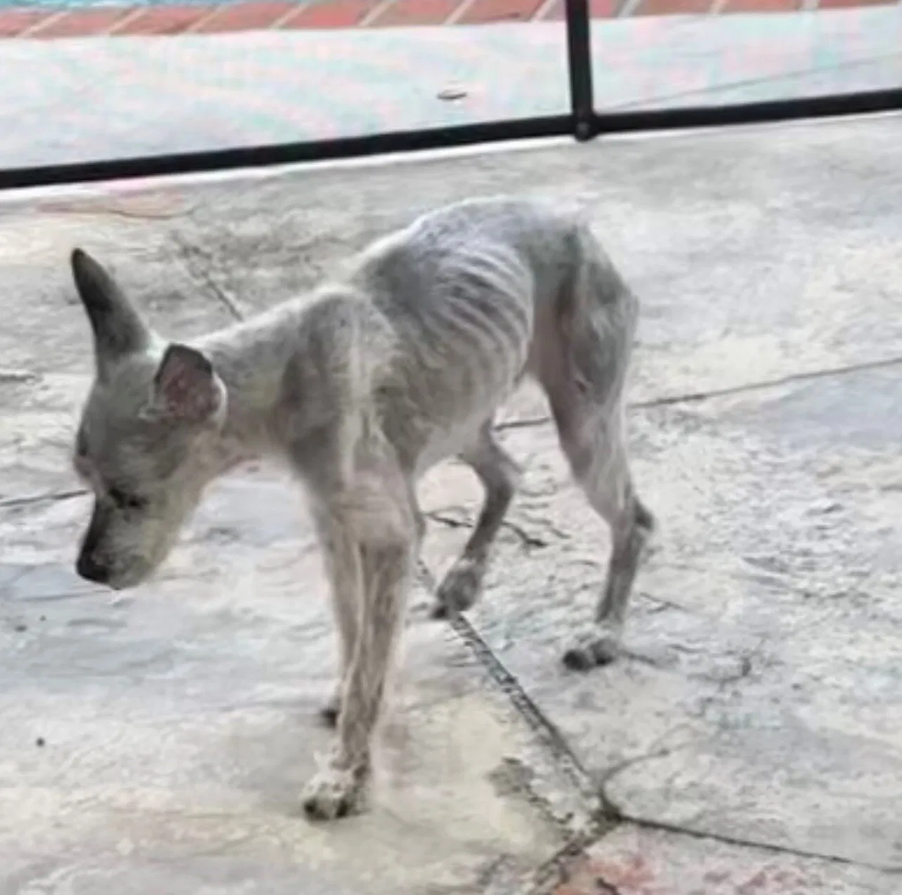 Lost dog in Hialeah, FL, 33014