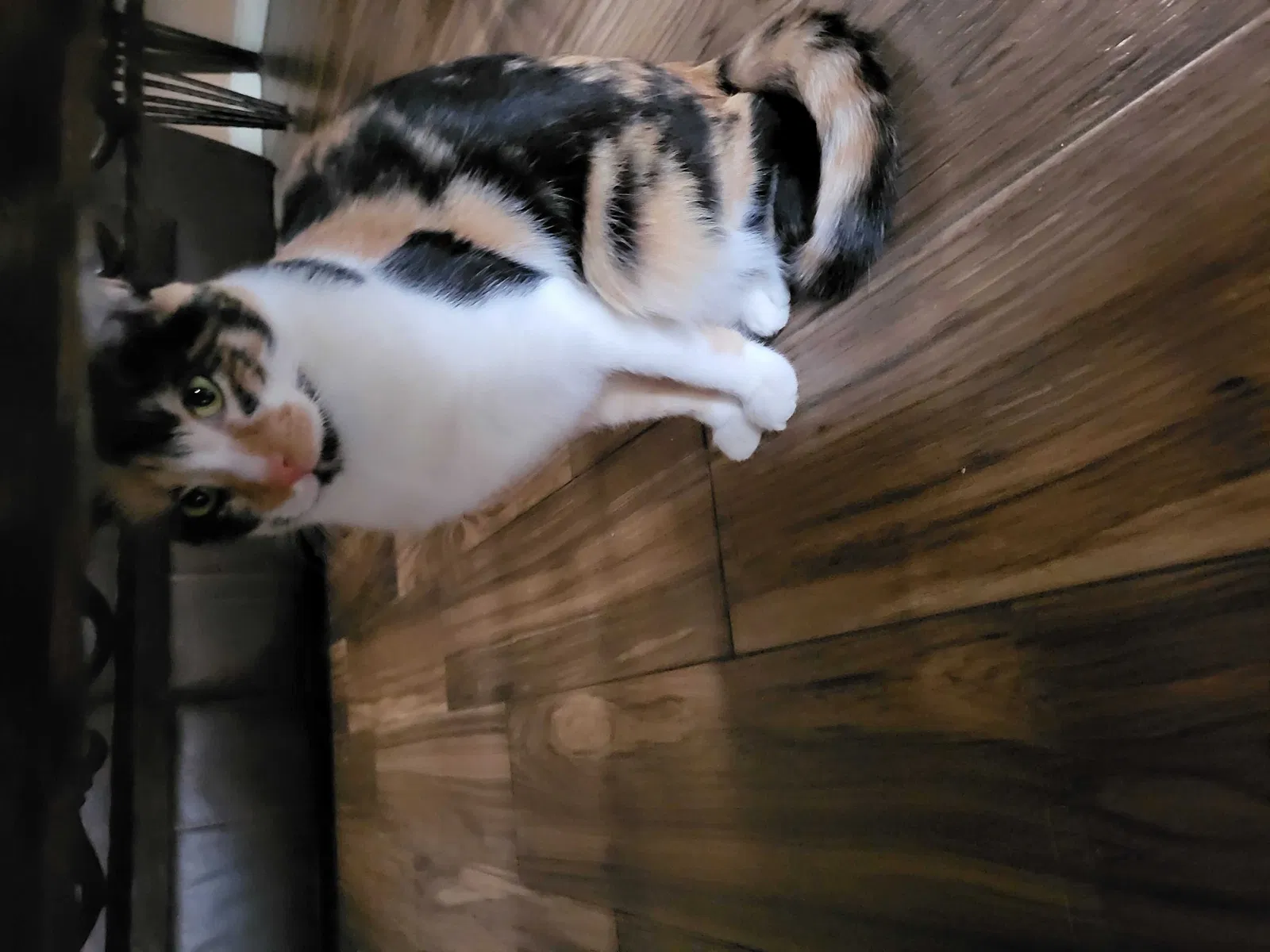 Lost cat in Houston, TX, 77089