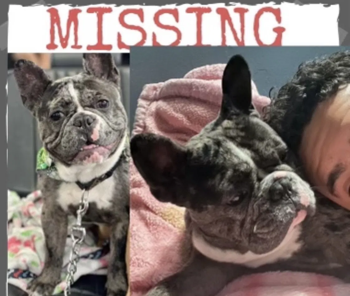 Lost dog in Los Angeles, CA, 90044