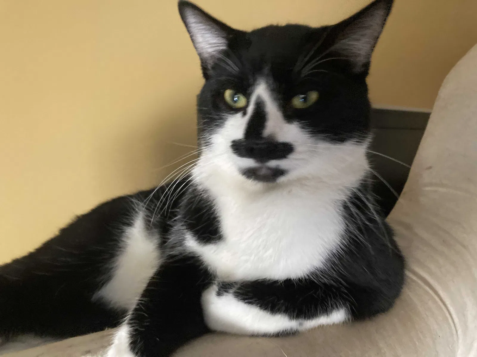 Lost cat in Greenbrier, AR, 72058
