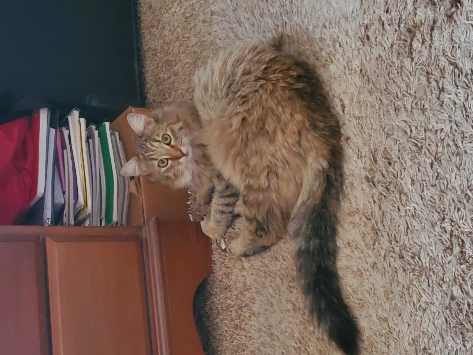 Lost cat in San Bernardino, CA, 92404