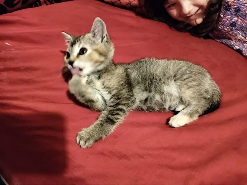 Lost cat in San Bernardino, CA, 92405