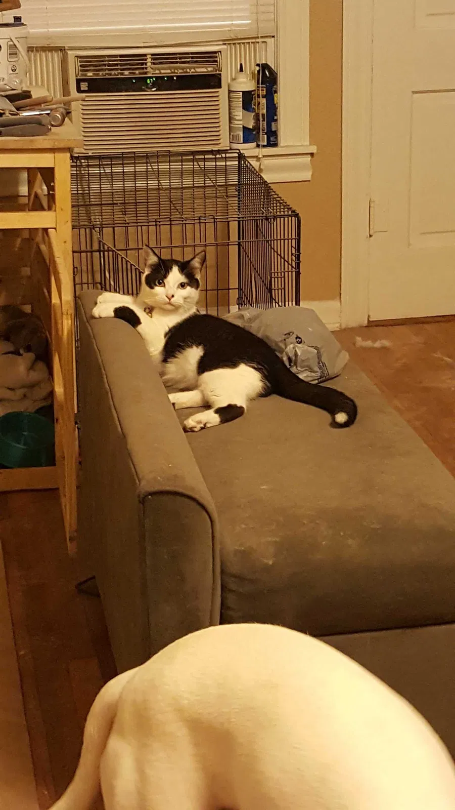 Lost cat in San Antonio, TX, 78209