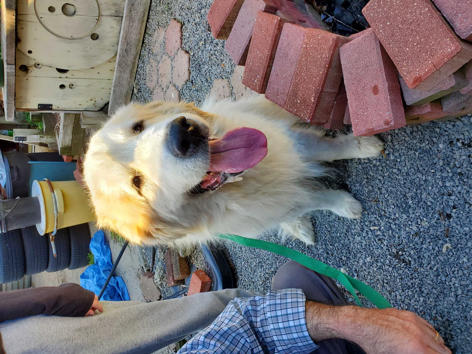 Found dog in Pittsburgh, PA, 15202