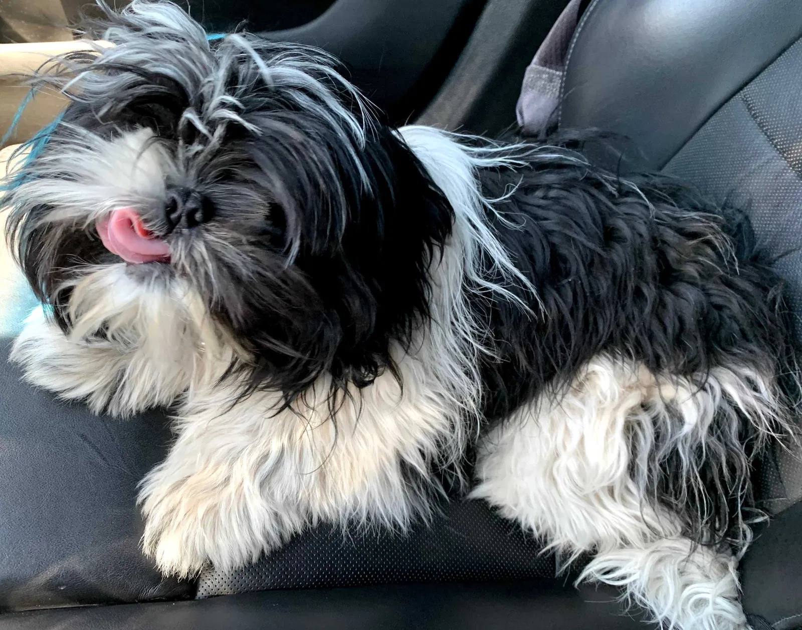 Lost dog in Peoria, AZ, 85345