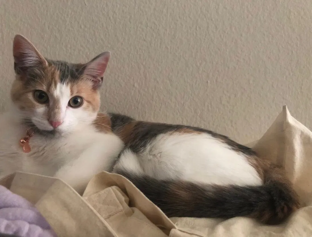 Lost cat in Anaheim, CA, 92801