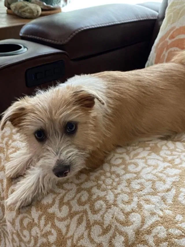 Lost dog in Sacramento, CA, 95821