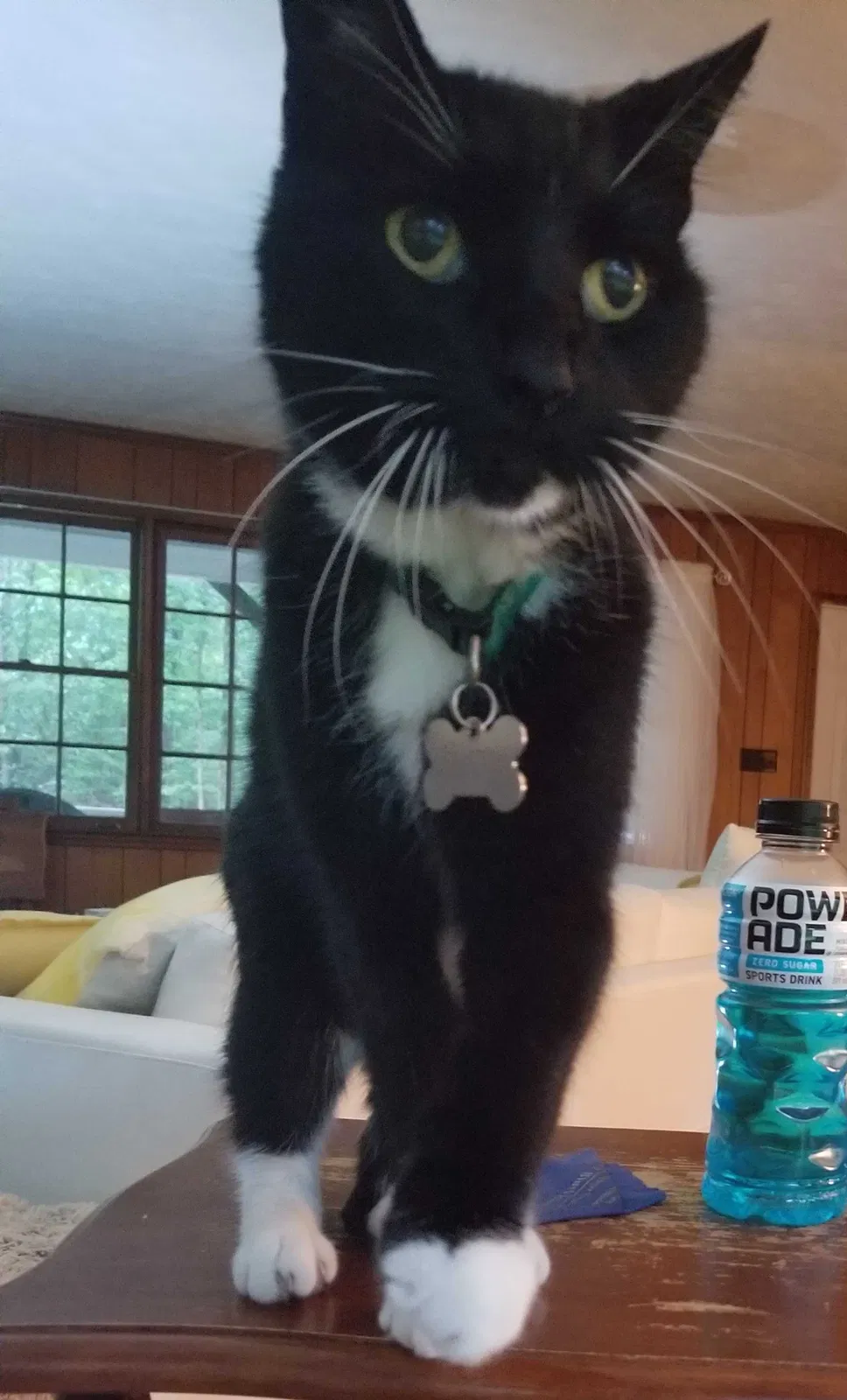 Lost cat in Fairburn, GA, 30213