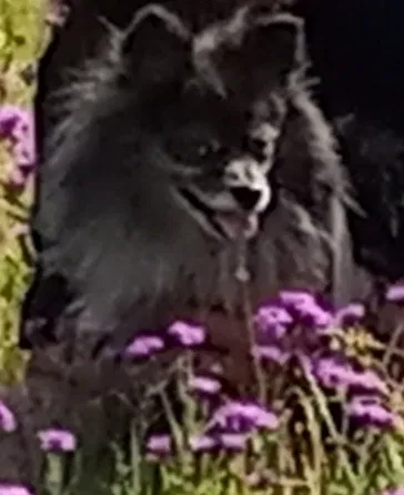 Lost dog in Adel, GA, 31620