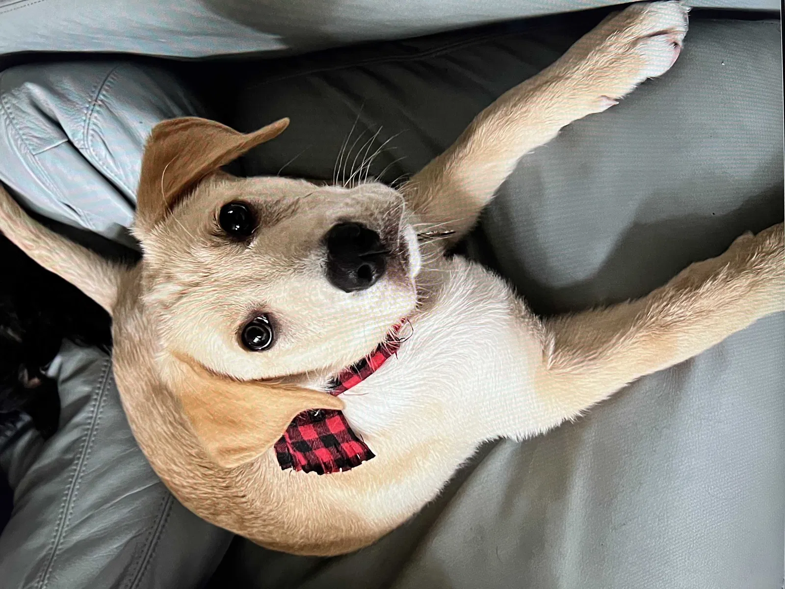 Lost dog in Spring, TX, 77382