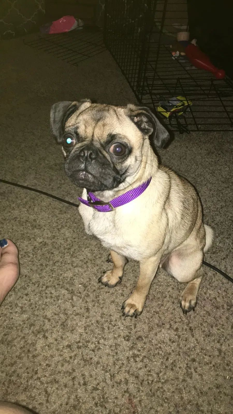 Lost dog in Saint Joseph, MO, 64501