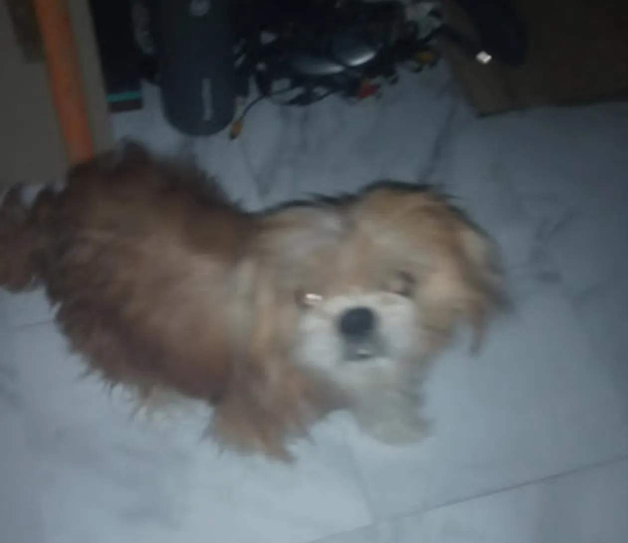 Lost dog in Las Vegas, NV, 89104