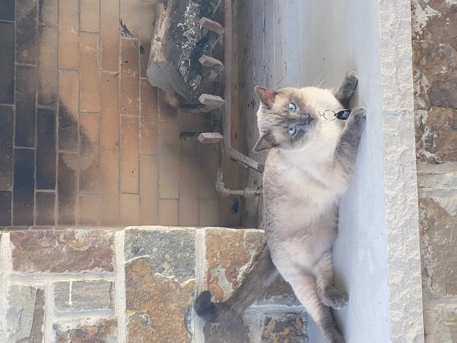 Lost cat in Burleson, TX, 76028