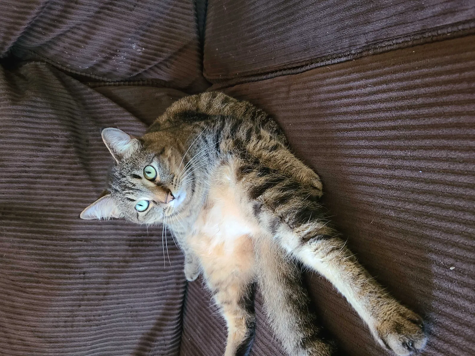 Lost cat in Corpus Christi, TX, 78413