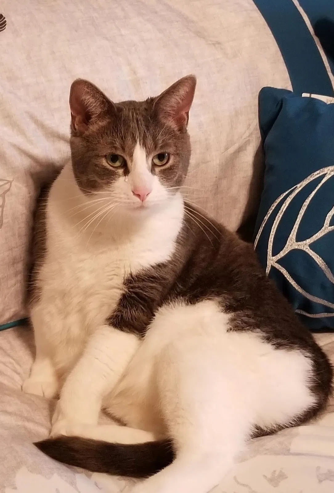 Lost cat in Brighton, MI, 48114