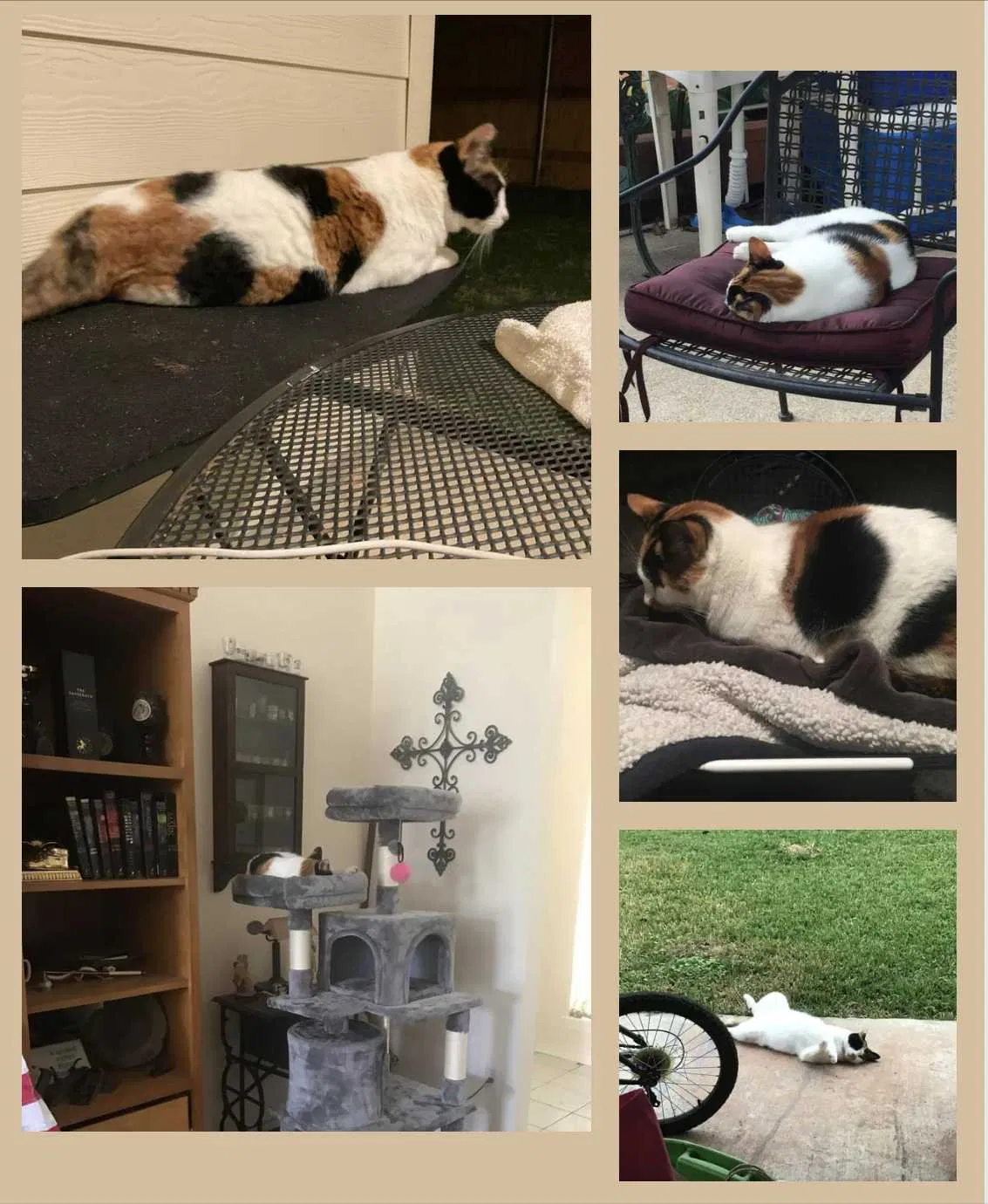 Lost cat in Temple, TX, 76504