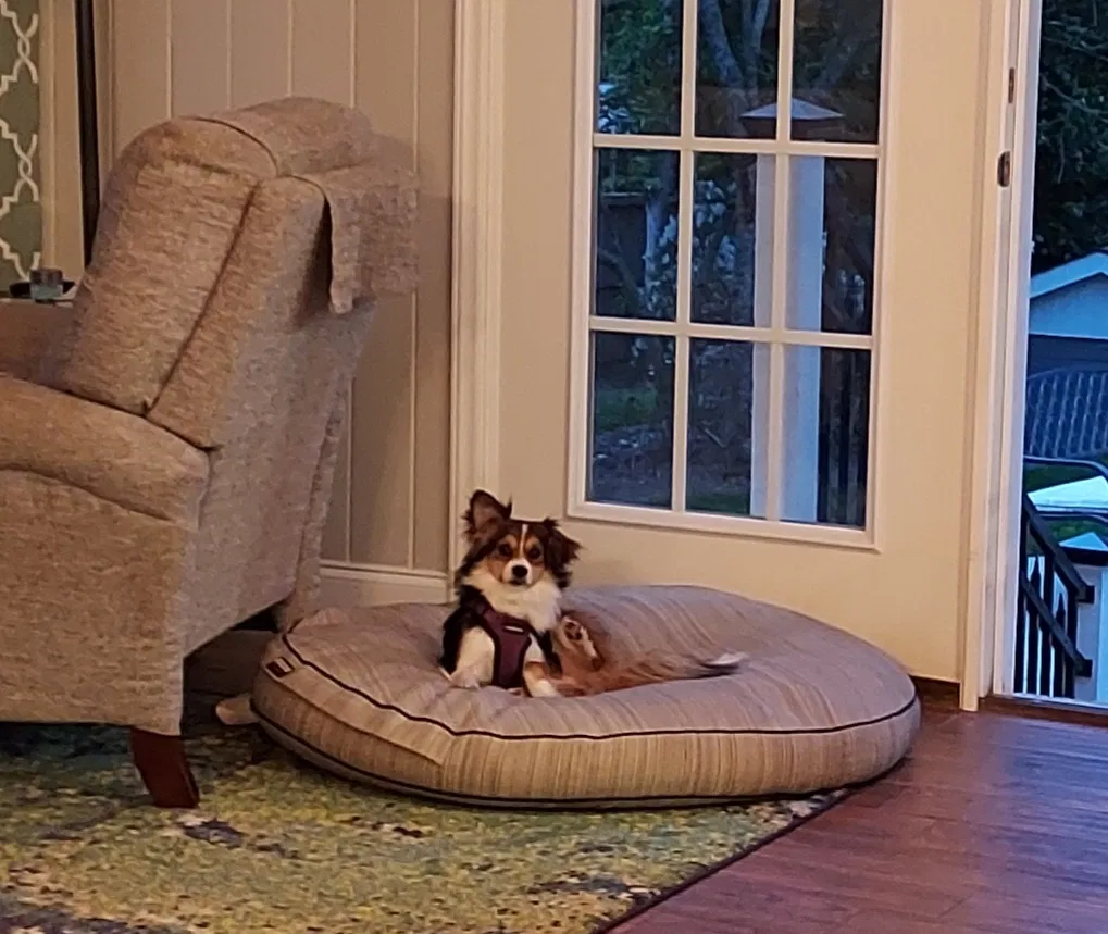 Lost dog in Matthews, NC, 28105