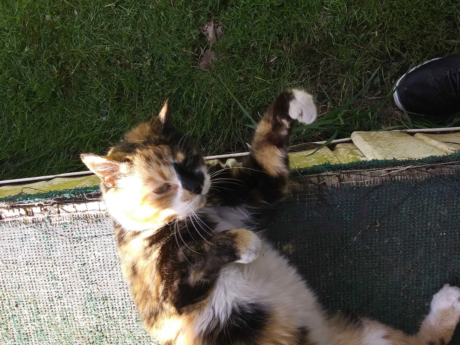 Found cat in Farmington, WV, 26571