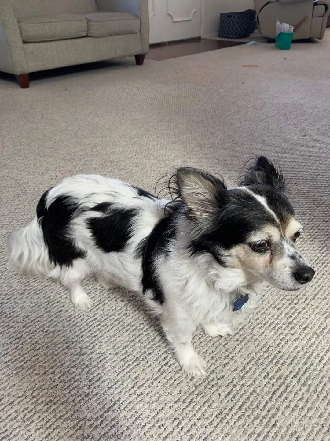 Lost dog in Ballwin, MO, 63011