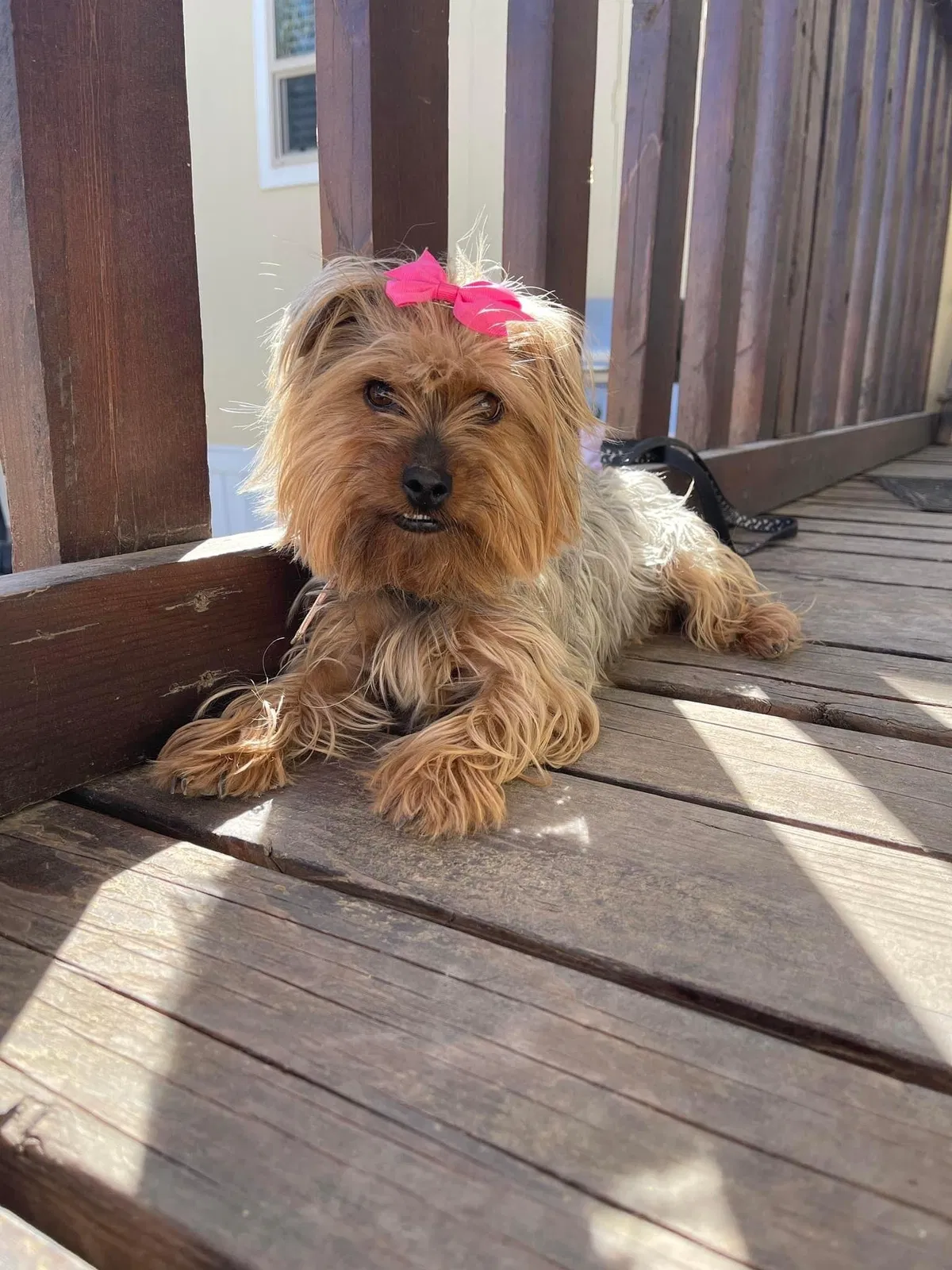 Lost dog in Las Cruces, NM, 88007