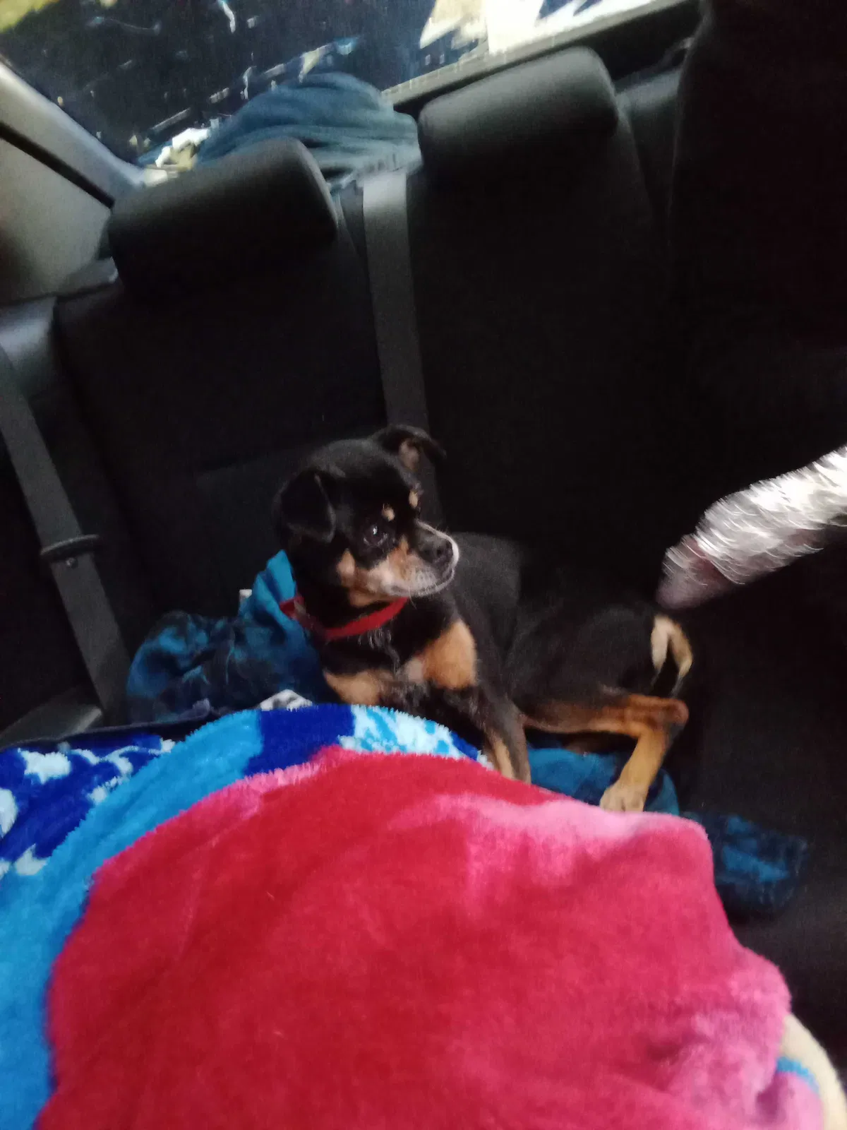 Found dog in Federal Way, WA, 98003